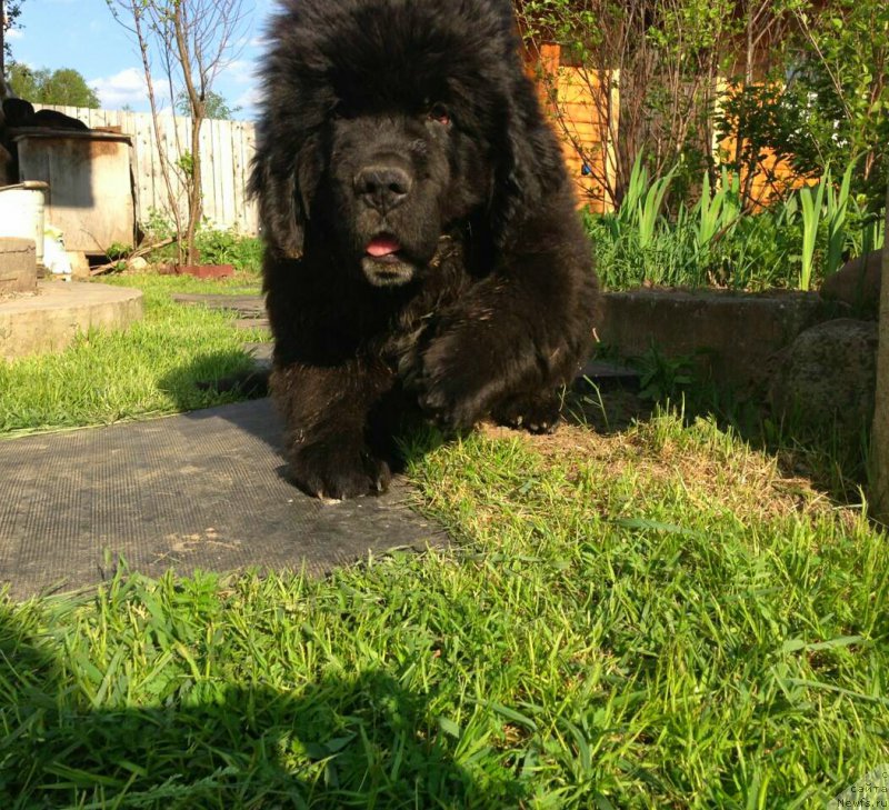 Фото: Блэк Диамонд Агидель от Потапа Чеззарио