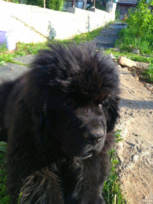 Фото: Блэк Диамонд Агидель от Потапа Чеззарио