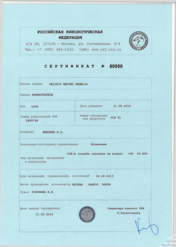 Фото: ньюфаундленд Velikiy Medved' Kameliya (Великий Медведь Камелия)