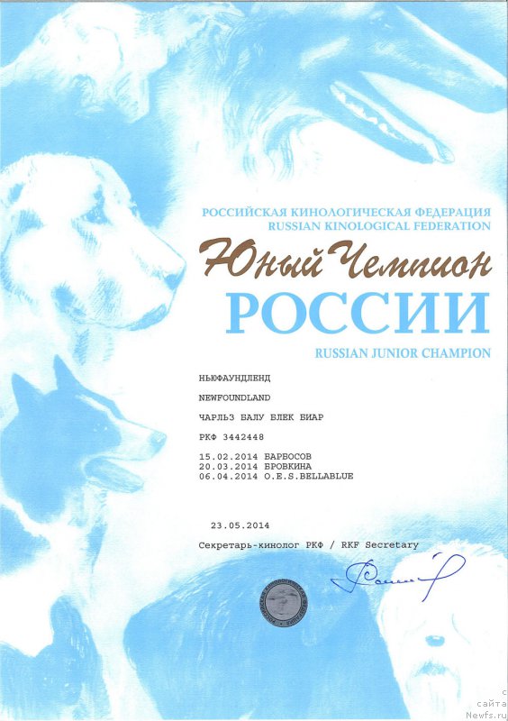 Фото: ньюфаундленд CHarl'z Balu Blek Biar (Чарльз Балу Блек Биар)