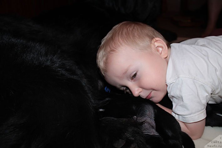 Фото: ньюфаундленд Sila s Berega Dona (Сила с Берега Дона)