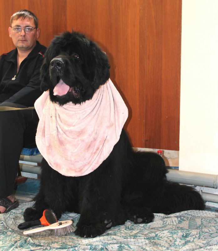 Фото: ньюфаундленд Kara Ayular Grand F'yuchi YAvnyiy Lider (Кара Аюлар Гранд Фьючи Явный Лидер)