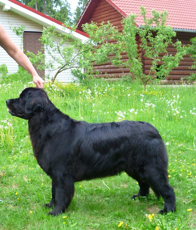 Фото: ньюфаундленд Bonni Flayt (Бонни Флайт)