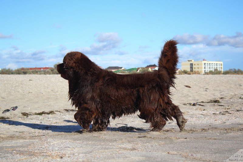 Фото: ньюфаундленд Lesnaja Skazka Korolevskiy Medved (Лесная Сказка Королевский Медведь)