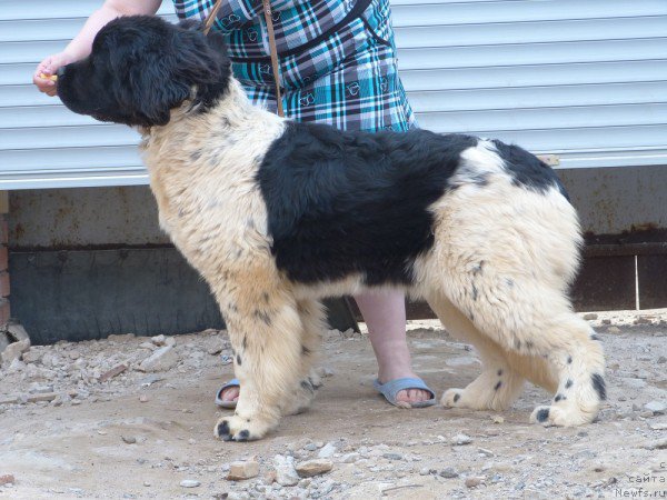Фото: ньюфаундленд Stepnaya Pal'mira Evanjelina (Степная Пальмира Еванжелина)