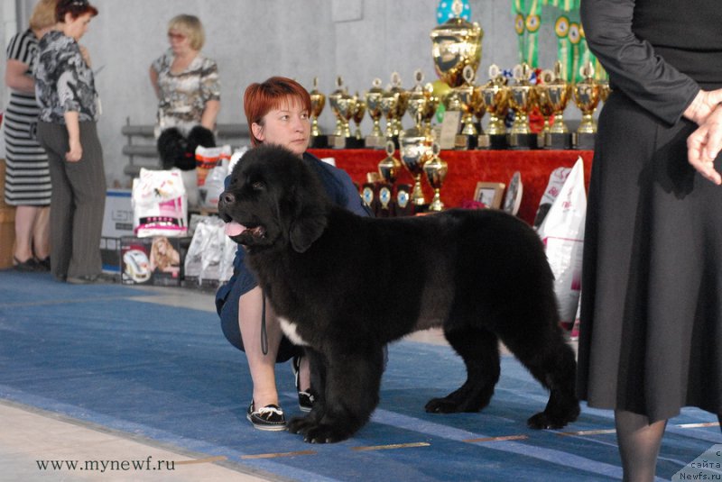 Фото: ньюфаундленд Super Bizon Liliman (Супер Бизон Лилимэн)