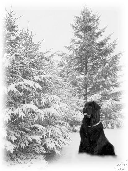 Фото: ньюфаундленд Plushevaya Panda Vikar (Плюшевая Панда Викар)