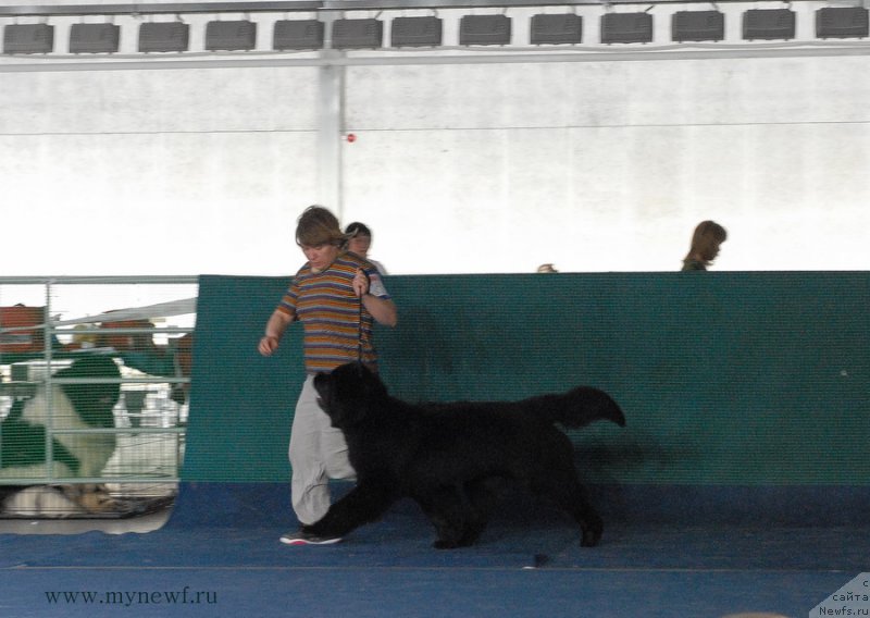 Фото: ньюфаундленд Super Bizon Lakshmi Lana (Супер Бизон Лакшми Лана)