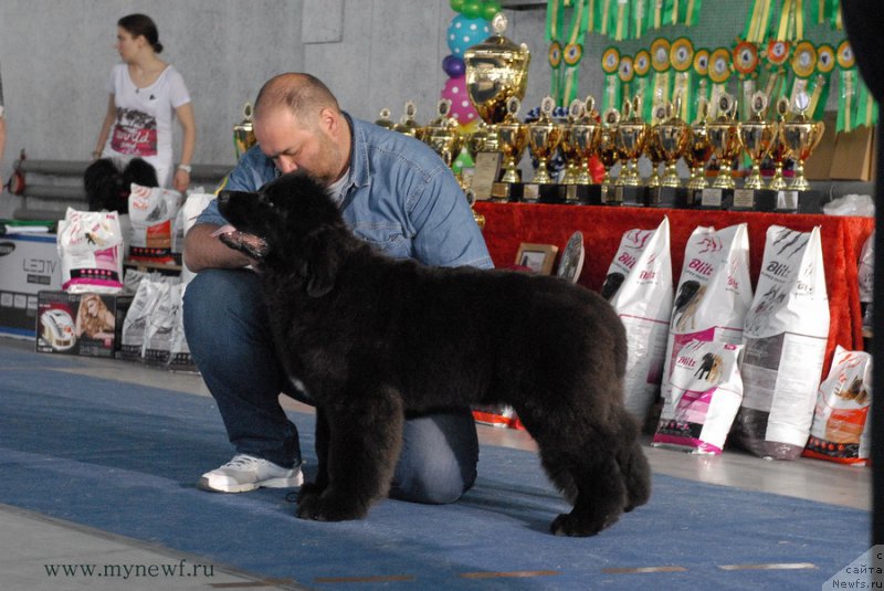 Фото: ньюфаундленд Scha-Da s Berega Dona (Ща-Да с Берега Дона)