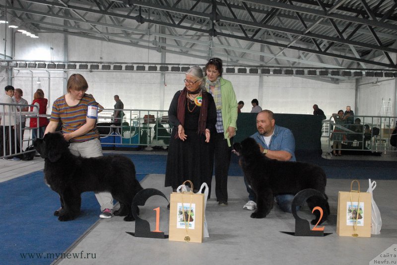 Фото: ньюфаундленд Super Bizon Lakshmi Lana (Супер Бизон Лакшми Лана), ньюфаундленд Scha-Da s Berega Dona (Ща-Да с Берега Дона)
