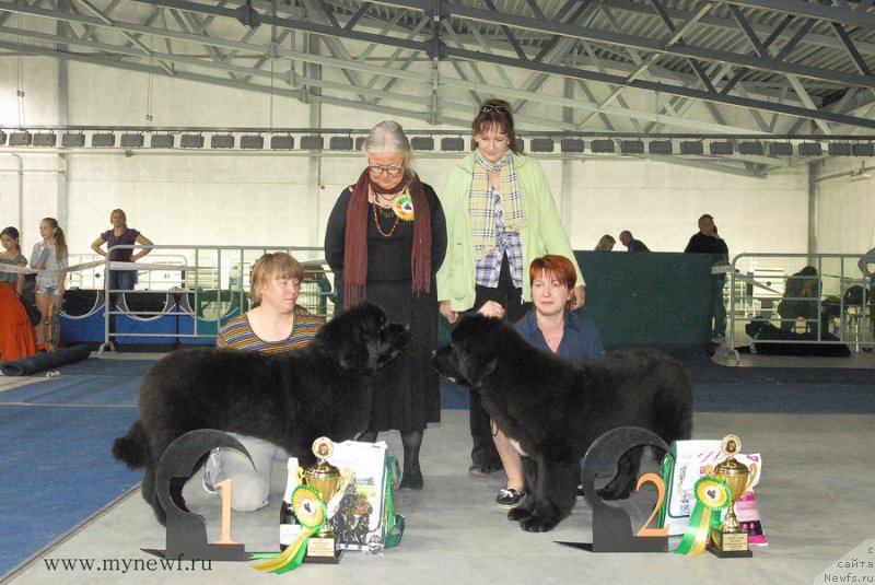 Фото: ньюфаундленд Super Bizon Lakshmi Lana (Супер Бизон Лакшми Лана), ньюфаундленд Super Bizon Liliman (Супер Бизон Лилимэн)