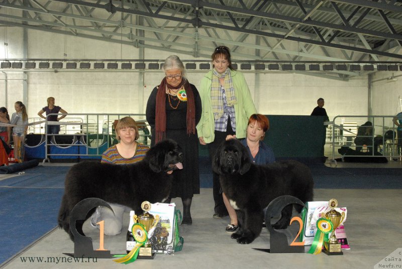 Фото: ньюфаундленд Super Bizon Lakshmi Lana (Супер Бизон Лакшми Лана), ньюфаундленд Super Bizon Liliman (Супер Бизон Лилимэн)