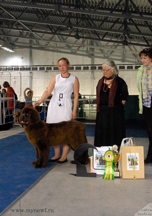 Фото: ньюфаундленд Fanni SHokoladnaya Radost' (Фанни Шоколадная Радость)