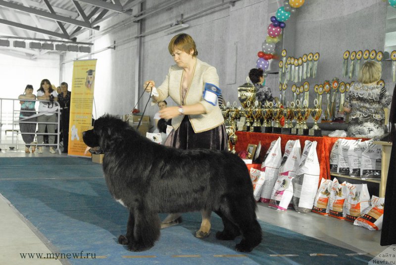 Фото: ньюфаундленд Aquatoriya Kelvin Schedrivchik (Акватория Келвин Щедривчик)