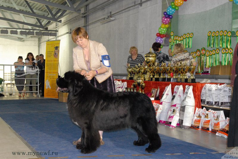 Фото: ньюфаундленд Aquatoriya Kelvin Schedrivchik (Акватория Келвин Щедривчик)