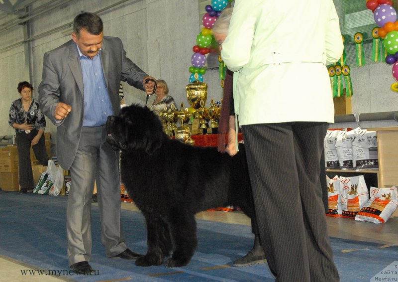 Фото: ньюфаундленд Dark Pride Valentino (Дак Прайд Валентино)