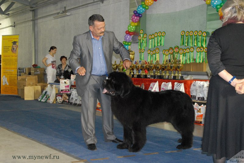 Фото: ньюфаундленд Dark Pride Valentino (Дак Прайд Валентино)