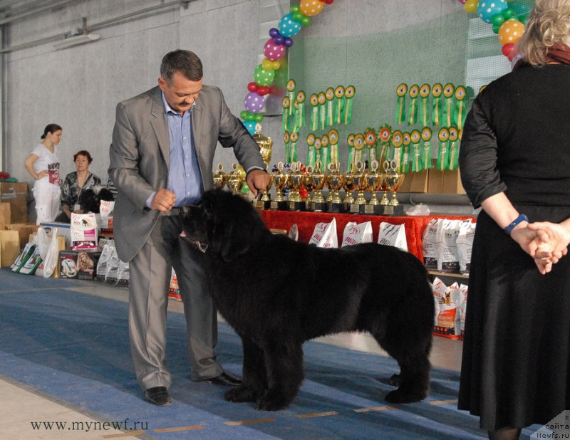 Фото: ньюфаундленд Dark Pride Valentino (Дак Прайд Валентино)