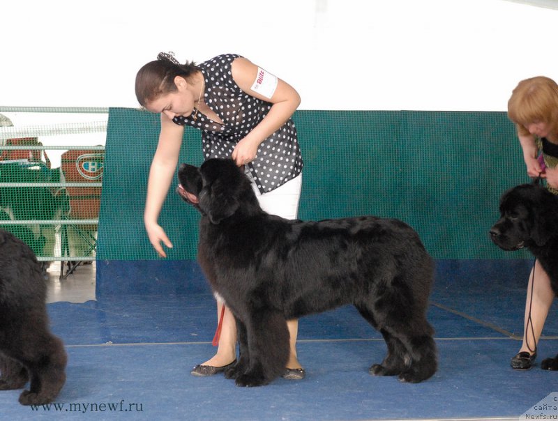 Фото: ньюфаундленд Akvian Song Lavatera (Аквиан Сонг Лаватера)