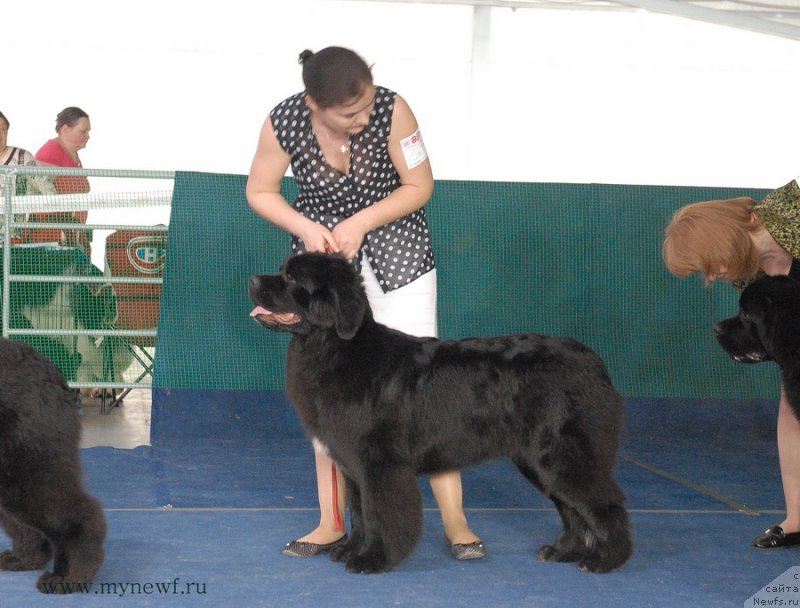 Фото: ньюфаундленд Akvian Song Lavatera (Аквиан Сонг Лаватера)