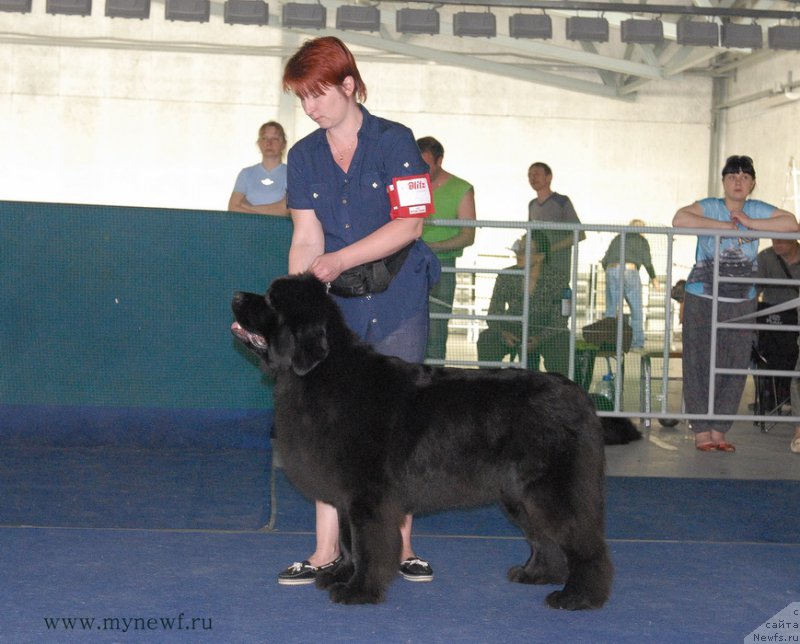 Фото: ньюфаундленд Lunnaya Sonata Dlya Elenyi Grand Byebi (Лунная Соната Для Елены Гранд Бэби)