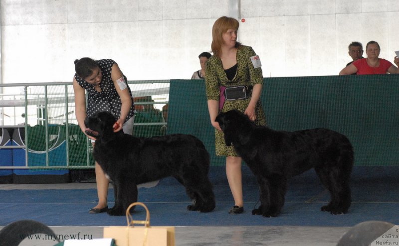 Фото: ньюфаундленд Akvian Song Lavatera (Аквиан Сонг Лаватера), ньюфаундленд Dar Svezy So it Shell Be (Дар Свезы Со Ит Шелл Би)