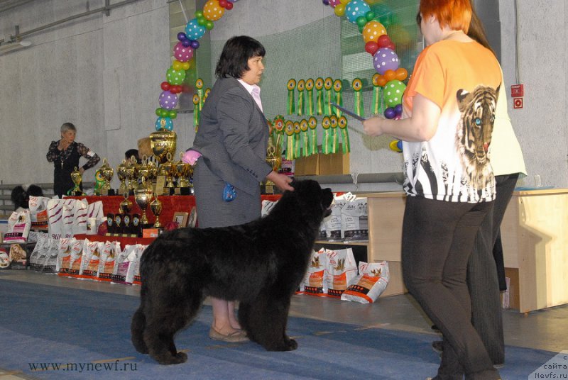 Фото: ньюфаундленд Mukwa Seabrook Nightflight For Sent Djons