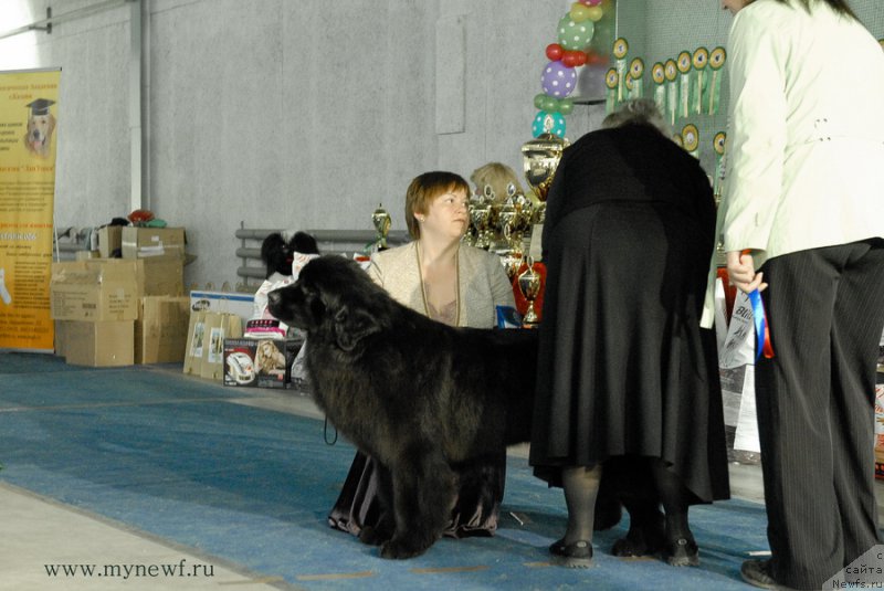 Фото: ньюфаундленд Aquatoriya Kelvin Sharliz (Акватория Келвин Шарлиз)