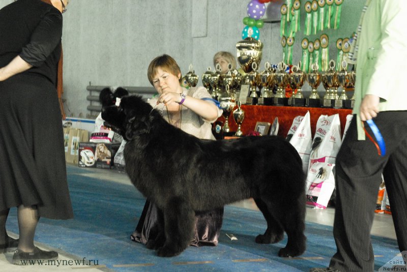 Фото: ньюфаундленд Aquatoriya Kelvin Sharliz (Акватория Келвин Шарлиз)