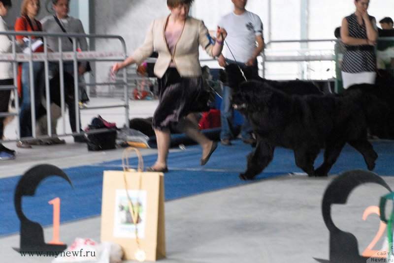 Фото: ньюфаундленд Aquatoriya Kelvin Sharliz (Акватория Келвин Шарлиз)