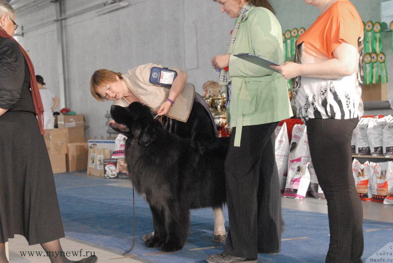 Фото: ньюфаундленд Aquatoriya Kelvin Schedrost Fortuny (Акватория Келвин Щедрость Фортуны)