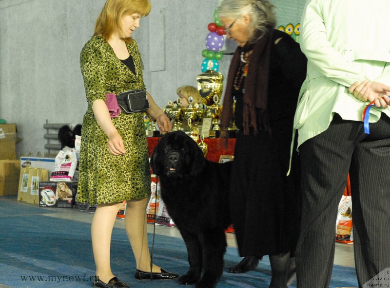 Фото: ньюфаундленд Dar Svezy So it Shell Be (Дар Свезы Со Ит Шелл Би)