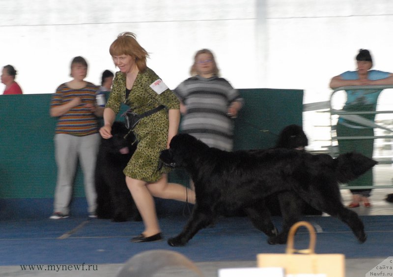 Фото: ньюфаундленд Dar Svezy So it Shell Be (Дар Свезы Со Ит Шелл Би)