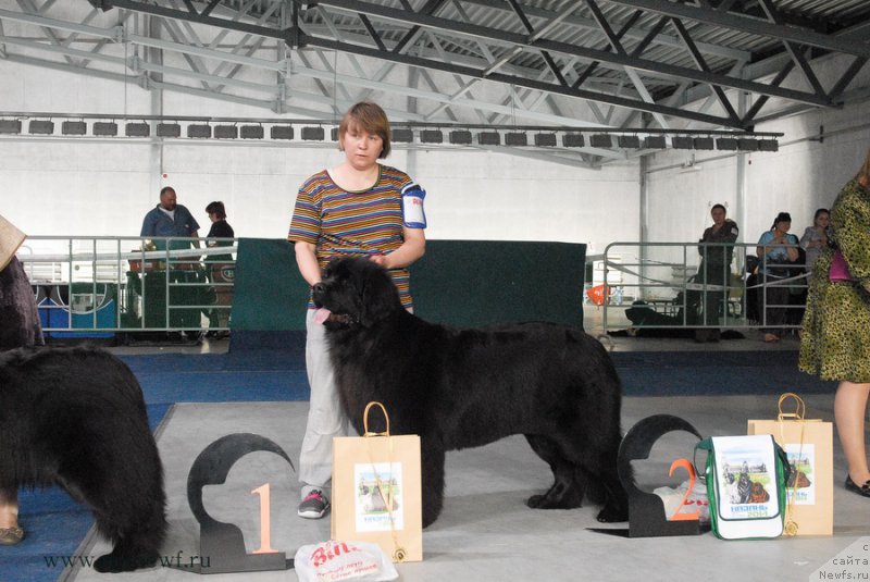 Фото: ньюфаундленд Obush SHed Veniti Fyear (Обуш Шед Венити Фэар)