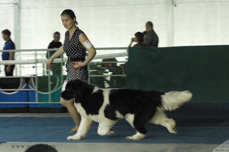 Фото: ньюфаундленд Akvian Song Kiss from Rouz (Аквиан Сонг Кисс Фром Роуз)