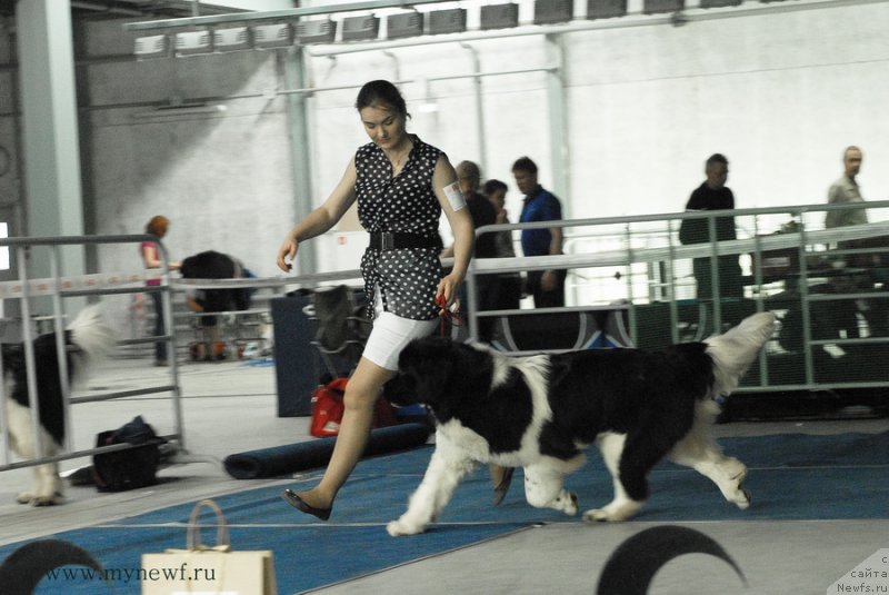 Фото: ньюфаундленд Akvian Song Kiss from Rouz (Аквиан Сонг Кисс Фром Роуз)