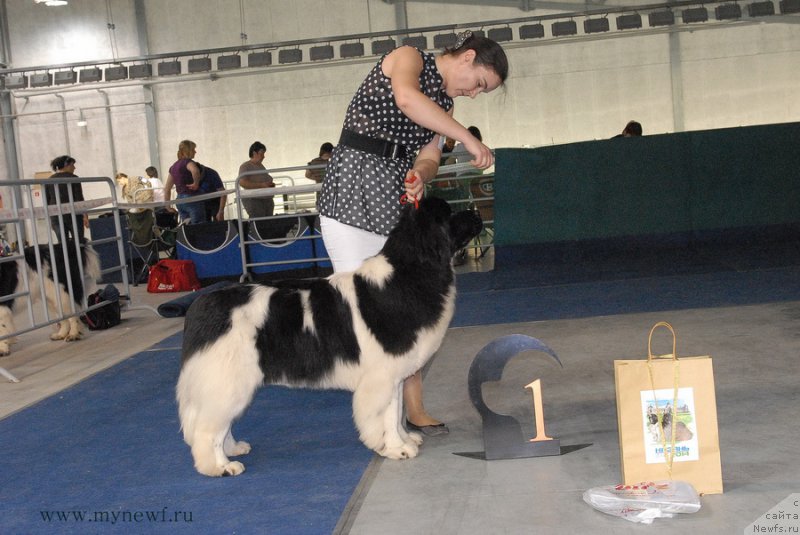 Фото: ньюфаундленд Akvian Song Kiss from Rouz (Аквиан Сонг Кисс Фром Роуз)