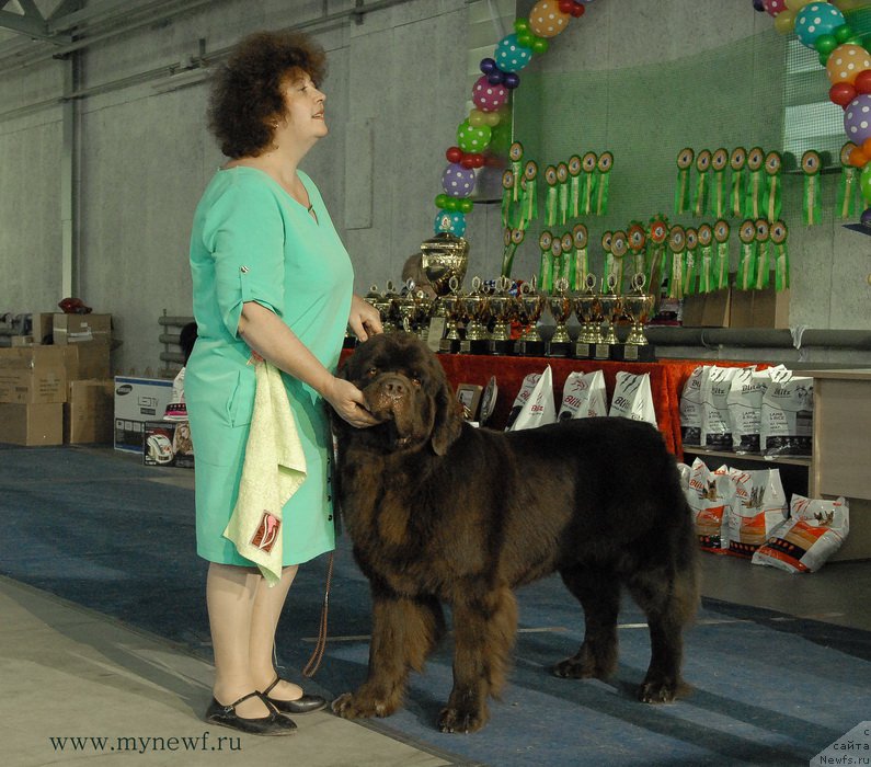 Фото: ньюфаундленд Charli The Best Helfi Pel (Чарли Де Бест Хелфи Пэл)