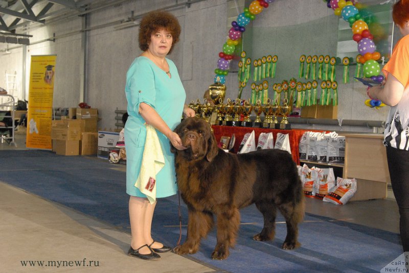 Фото: ньюфаундленд Charli The Best Helfi Pel (Чарли Де Бест Хелфи Пэл)