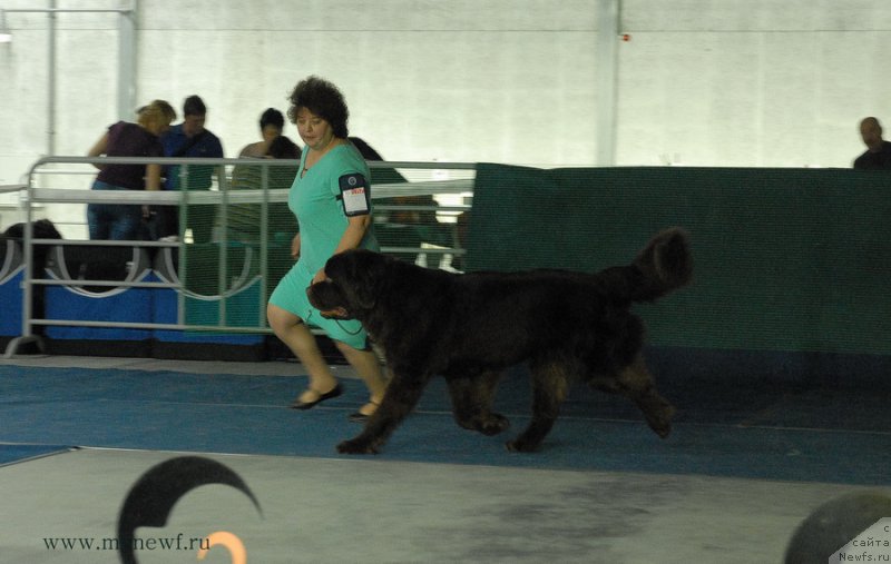 Фото: ньюфаундленд Charli The Best Helfi Pel (Чарли Де Бест Хелфи Пэл)