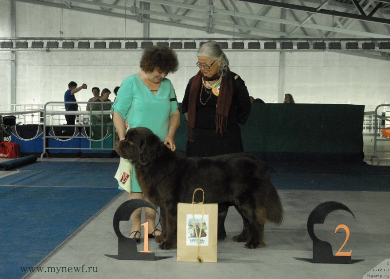 Фото: ньюфаундленд Charli The Best Helfi Pel (Чарли Де Бест Хелфи Пэл)