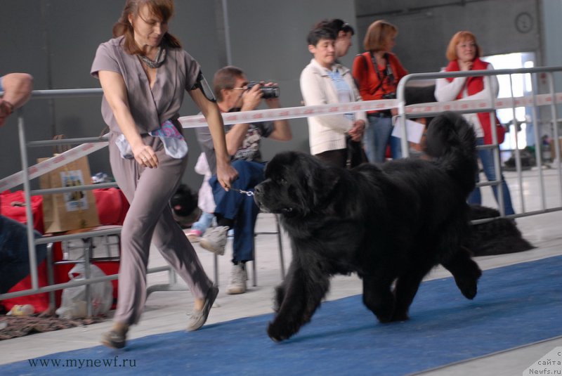 Фото: ньюфаундленд Aquatoriya Kelvin Nobel (Акватория Келвин Нобель)