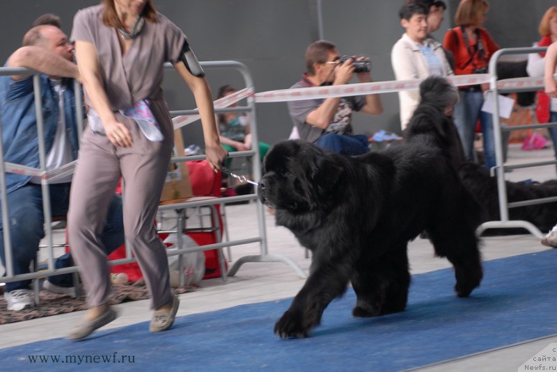 Фото: ньюфаундленд Aquatoriya Kelvin Nobel (Акватория Келвин Нобель)
