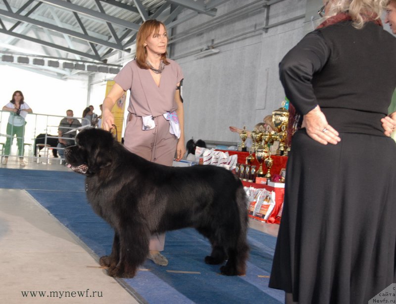 Фото: ньюфаундленд Aquatoriya Kelvin Nobel (Акватория Келвин Нобель)