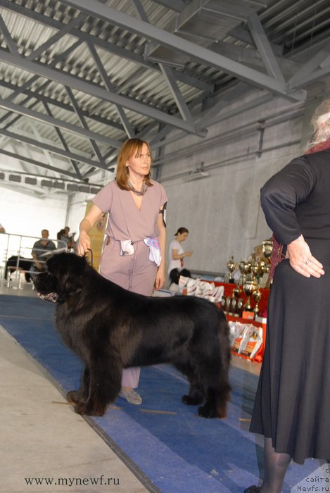 Фото: ньюфаундленд Aquatoriya Kelvin Nobel (Акватория Келвин Нобель)