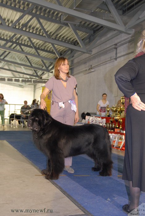 Фото: ньюфаундленд Aquatoriya Kelvin Nobel (Акватория Келвин Нобель)
