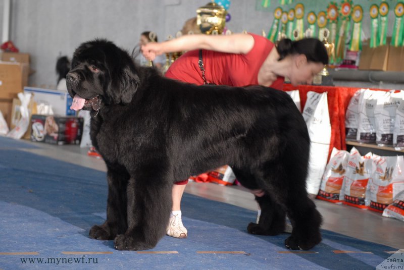 Фото: ньюфаундленд Moon Brook Aristocrat (Моон Броок Аристократ)
