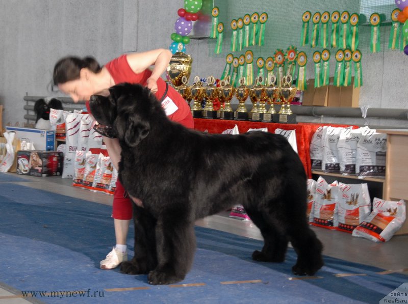 Фото: ньюфаундленд Moon Brook Aristocrat (Моон Броок Аристократ)