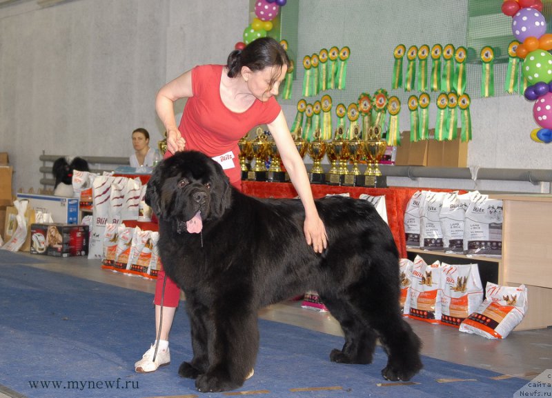 Фото: ньюфаундленд Moon Brook Aristocrat (Моон Броок Аристократ)