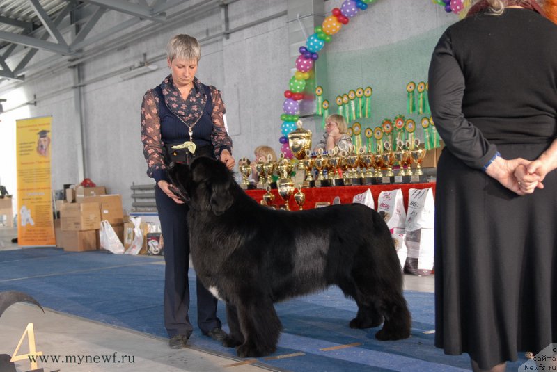 Фото: ньюфаундленд Skazochnaya Kroha Medison (Сказочная Кроха Медисон)